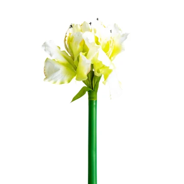 Цветок AMARYLLIS цвет белый Цветок AMARYLLIS цвет белый
