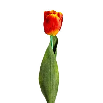 Цветок TULIPAN в оранжевом цвете Цветок TULIPAN в оранжевом цвете