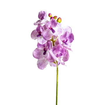 Цветок фиолетового цвета ORQUÍDEA Цветок фиолетового цвета ORQUÍDEA