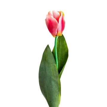 Цветок TULIPAN в розовом цвете Цветок TULIPAN в розовом цвете